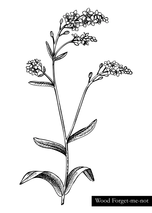 Hand drawn summer flower sketch. Woodland forget-me-not vector illustration. Wildflower drawing isolated on white background. Flowering plant with blue flowers. Floral design element in engraved style